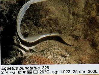 Equetus punctatus